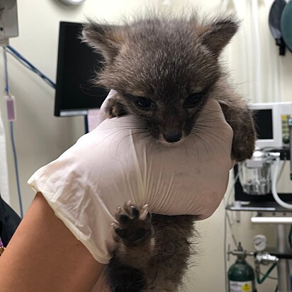 Uma raposa cinzenta resgatada pelo Southwest Wildlife Conservation Center.
