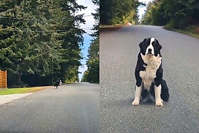 Cachorro faz patrulha em bairro e obriga motorista a parar