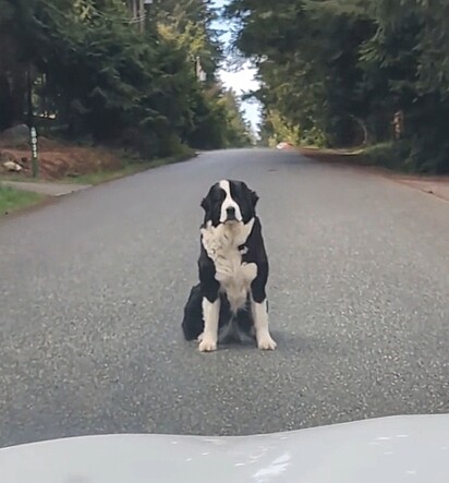 Daisy sentou no meio da estrada para obrigar Neelam a estacionar.