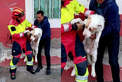 Cachorro cai de terraço de prédio e pequeno detalhe salva sua vida.