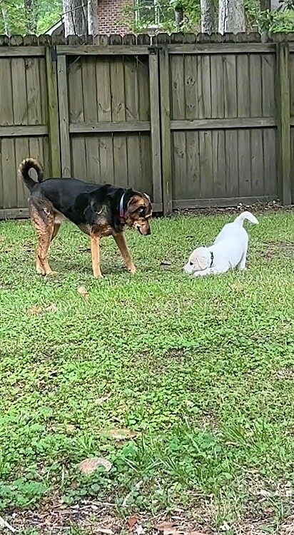 A tutora filmou o primeiro encontro entre seus cães.