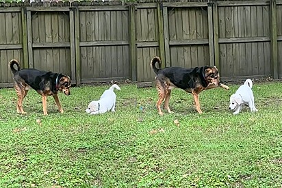 Corações derretem quando cachorro idoso é pego brincando com o novo cachorrinho do dono.