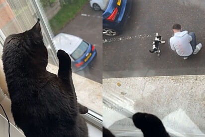 Gata protagoniza momento dramático ao flagrar tutor brincando com outro gato.