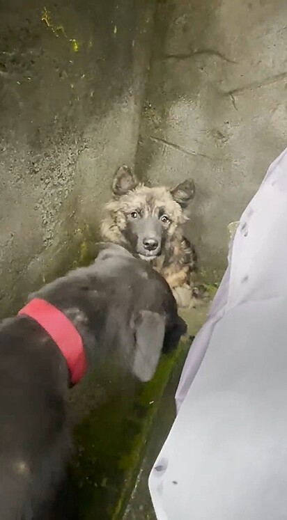 A voluntária que o encontrou levou os seus cães até o pet a afim de convencê-lo a ser resgatado.