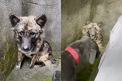 Vira-lata recusa resgate durante semanas - então 2 cães amigos decidem ajudar a mudar essa história