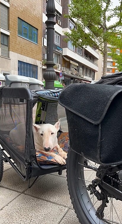 Ela achou fofo o senhor com a canina, mas a história por trás disso é emocionante.