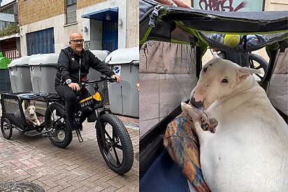 Repórter pergunta sobre cachorro que passeava de bicicleta, mas homem começa a chorar e revela sua história.