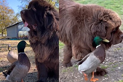 Pato vira melhor amigo de cão gigante, segue ele por todas as partes e vídeo fofo dos dois viraliza.