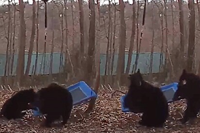 Câmera de segurança flagra ursos brincando como crianças em um balanço no quintal.