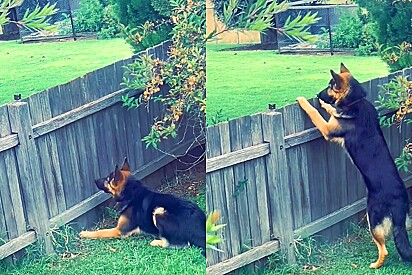 Homem vê seu cachorro pastor alemão eufórico em frente à cerca e então descobre o motivo.