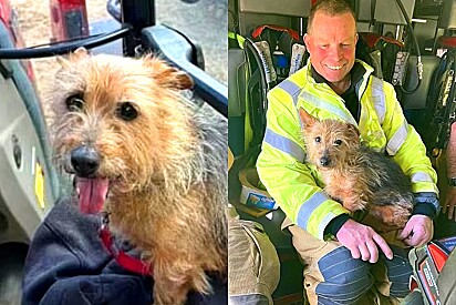 Após atender ocorrência, bombeiro adota cachorro leal encontrado ao lado de seu dono falecido.