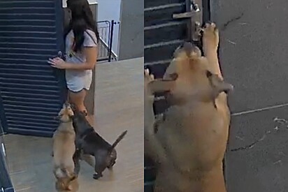 Câmera flagra cachorra usando artimanha para trancar tutora em quarto.