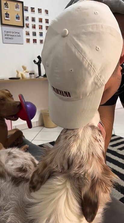 O cão esperava ansioso para ganhar um beijinho do tutor.