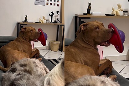 Pit bull fica indignado após tutor sair e não dar um beijinho nele; vídeo faz sucesso online.