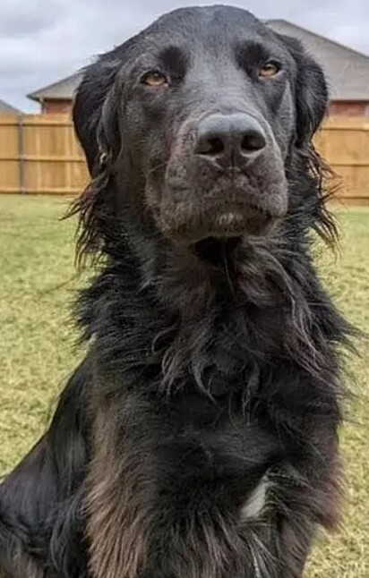 Buster, de 4 anos, passou por uma transformação chocante.