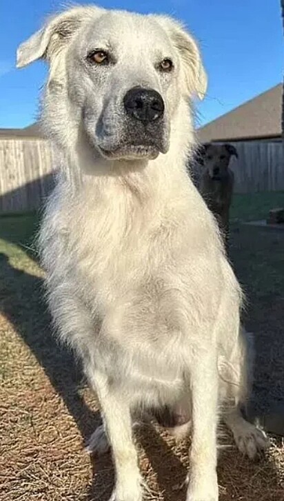 Hoje, Buster possui o pelo completamente branco.