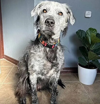 Gradualmente, o seu pelo foi mudando de cor.