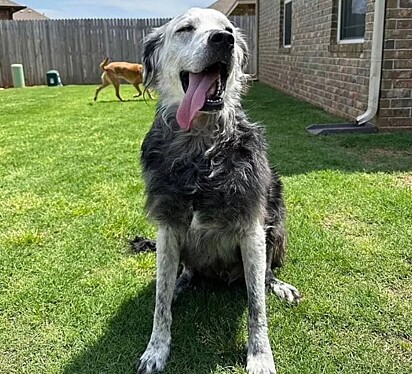 O cão possui vitiligo, condição genética que faz com que o seu pelo mude de cor.