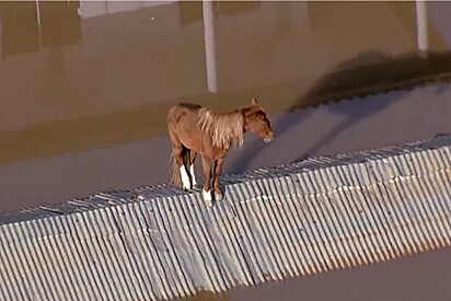 Cavalo Caramelo é resgatado em Canoas (RS) após passar dias ilhado em telhado