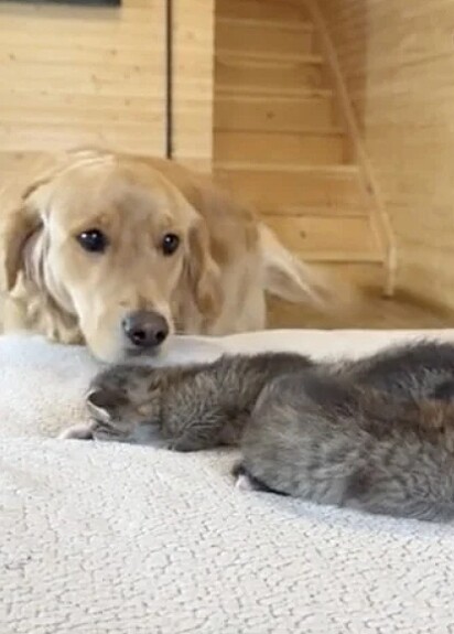 O golden retriever ficou curioso para conhecer seus novos amiguinhos.