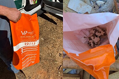 Trabalhador da construção civil vê saco de comida de cachorro em uma lixeira e percebe que há alguém dentro.