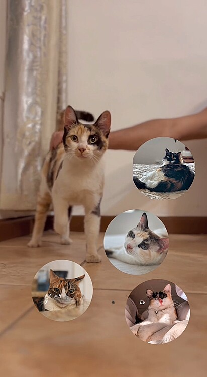 A gatinha chegou em uma casa que já possuía quatro gatos, sendo três deles com a pelagem também tricolor.