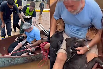 Homem não segura emoção ao perceber que seus cães foram resgatados.