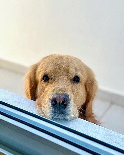 O golden retriever Simba conquistou seus tutores e milhares de seguidores nas redes sociais.