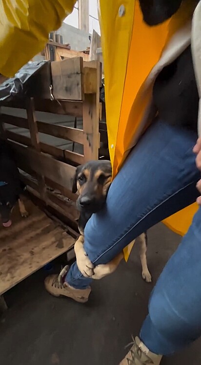 Durante as entregas ela foi surpreendida pela atitude de um cachorrinho.
