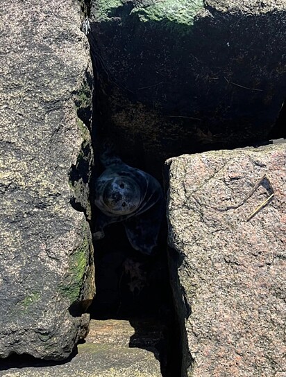 Um homem passeava pela costa de um parque em Massachusetts, Estados Unidos, quando percebeu um filhote preso entre as pedras.