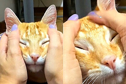 Conheça Rosquinha, o gato laranja que só dorme depois do skincare.