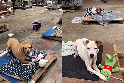 Cães resgatados da enchente no RS ganham doações de bichinhos de pelúcia e vídeo encanta web.