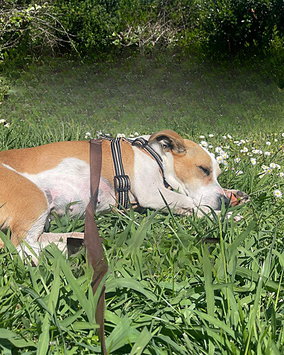 A cachorrinha Aurora dormindo tranquilamente no gramado.