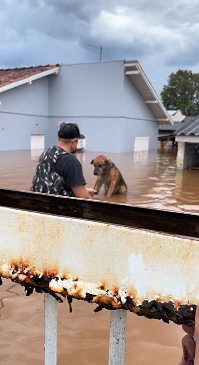 O cachorro estava triste e olhando para baixo, quase sem esperanças de ser resgatado da enchente.