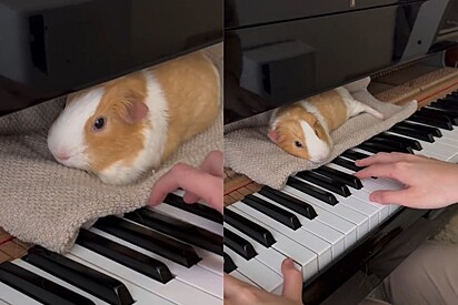 Pianista toca as músicas mais doces para seu porquinho-da-índia adormecer.
