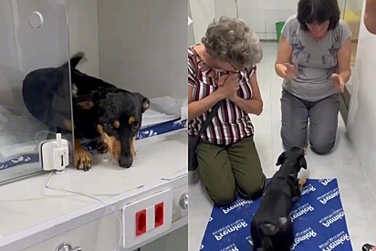 Conheça Diva Vitória: Cachorrinha picada por cascável que voltou a andar e emocionou toda a equipe de veterinários.