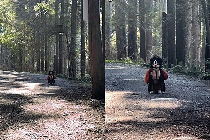 Cachorro percebe que passeio na floresta está terminando - e então ele encontra um plano.