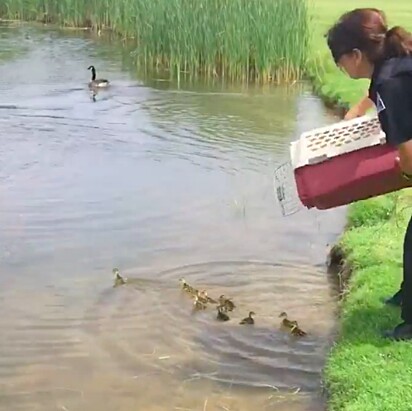 Após salvá-los, ela os colocou em um lago seguro.