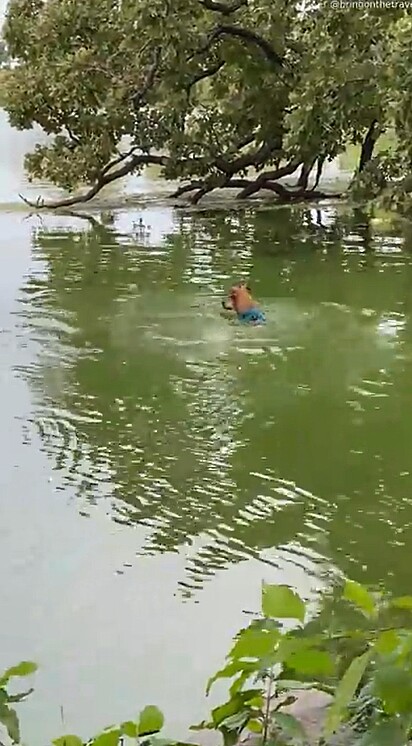 Um cachorrinho nadava em um rio quando algo chamou a sua atenção.