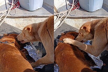 Cão caramelo resgatado emociona ao tentar animar amigo canino.