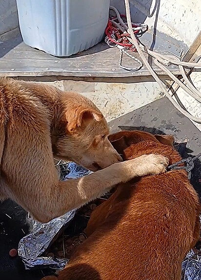 Os cães se consolando, após o resgate.