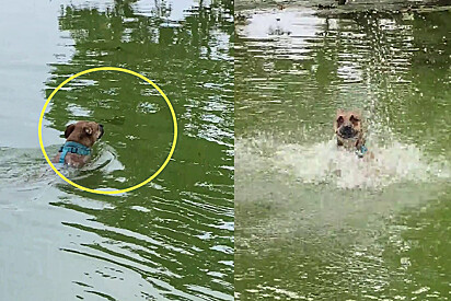 Cão nadava tranquilamente quando, de repente, vê outro animal na água.