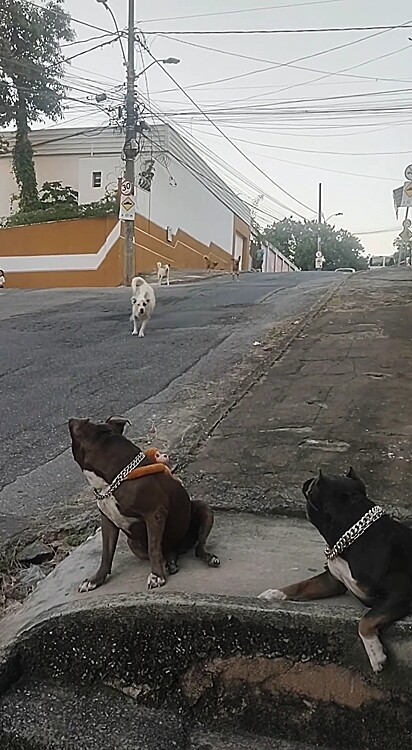 Os cães Cabuloso e Kiara estavam tranquilos em frente da sua casa quando foram surpreendidos pela tropa de caramelos.