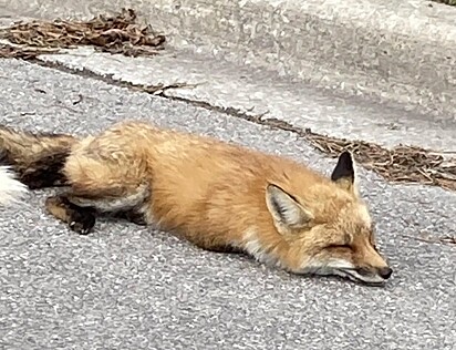 Uma mulher encontrou a raposa desmaiada em uma estrada.