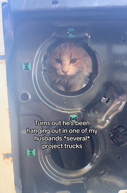 O gatinho estava escondido no caminhão.