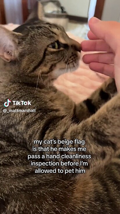 O gato presta muita atenção na higiene.