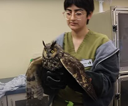No TWC, a coruja recebeu os cuidados médicos urgentes de que precisava. 