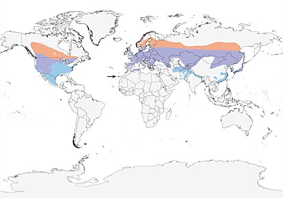 Regiões do mundo onde a coruja-orelhuda habita.