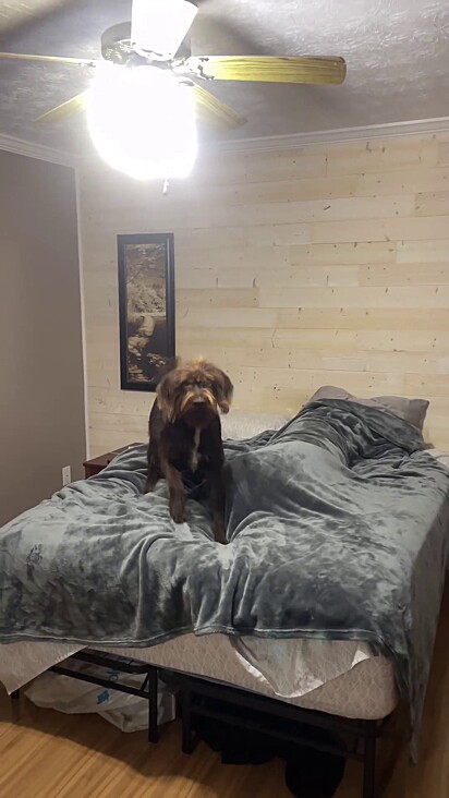 Ranger procurou o dono por toda a extensão da cama.