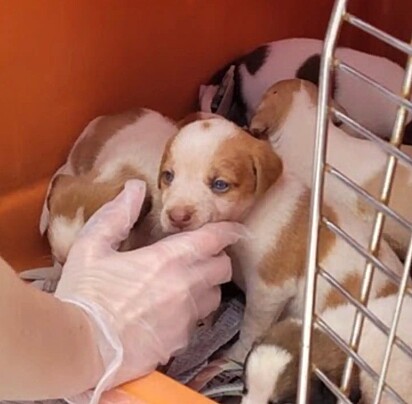 Muitos dos cachorrinhos estavam fracos e com carrapatos.